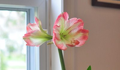 Amaryllis pour Noël à Audruicq